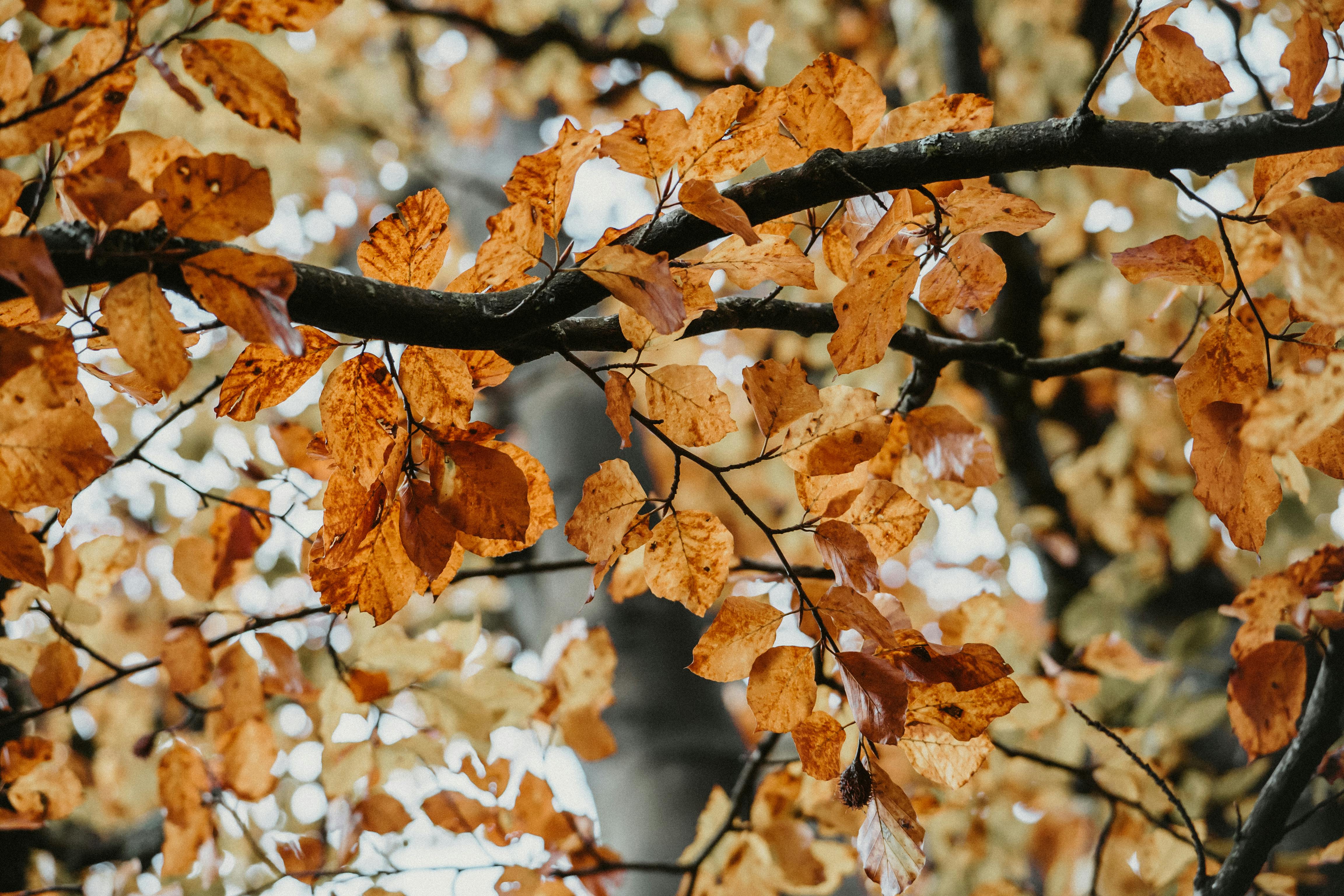 Natural ways to boost white blood cells